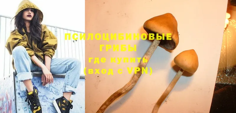 Галлюциногенные грибы Psilocybine cubensis  Дно 